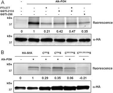 Alk-FOH analysis of SifA prenylation. (A) HeLa cells transiently expressing HA-SifA were treated with either 10 μM FTI-277, GGTI-298, GGTI-2133 or 10 μM of both FTI-277 and GGTI-2133, or with DMSO as a solvent control, for 1 h before supplementing the media with prenylation reporter alk-FOH (50 μM, 4 h). Immunopurified HA-SifA labeled with alk-FOH was conjugated via CuAAC to azido-rhodamine (az-rho), followed by separation by SDS-PAGE and fluorescence detection (top panels) or immunoblotting as a loading control (lower panel). (B) HeLa cells transiently expressing HA-SifA, HA-SifAC333S, HA-SifAC334S, HA-SifAC333,334S, or HA-SifAC331,333,334S were treated with prenylation reporter alk-FOH (50 μM, 4 h). Immunopurified HA-SifA labeled with alk-FOH was conjugated via CuAAC to azido-rhodamine (az-rho), followed by separation by SDS-PAGE and fluorescence detection (top panels) or immunoblotting as a loading control (lower panel). Fluorescence was quantified by mean fluorescence intensity adjusted for loading and normalized for background (0) and strongest signal (1).