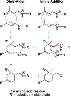 Proposed mechanisms for the BLG-mediated formation of cycloretinal and other biologically relevant cycloterpenals. The reaction can be envisioned to proceed through a Diels–Alder or imine addition, where substrate molecules are bound to the protein through amino acid residues (e.g.lysine).