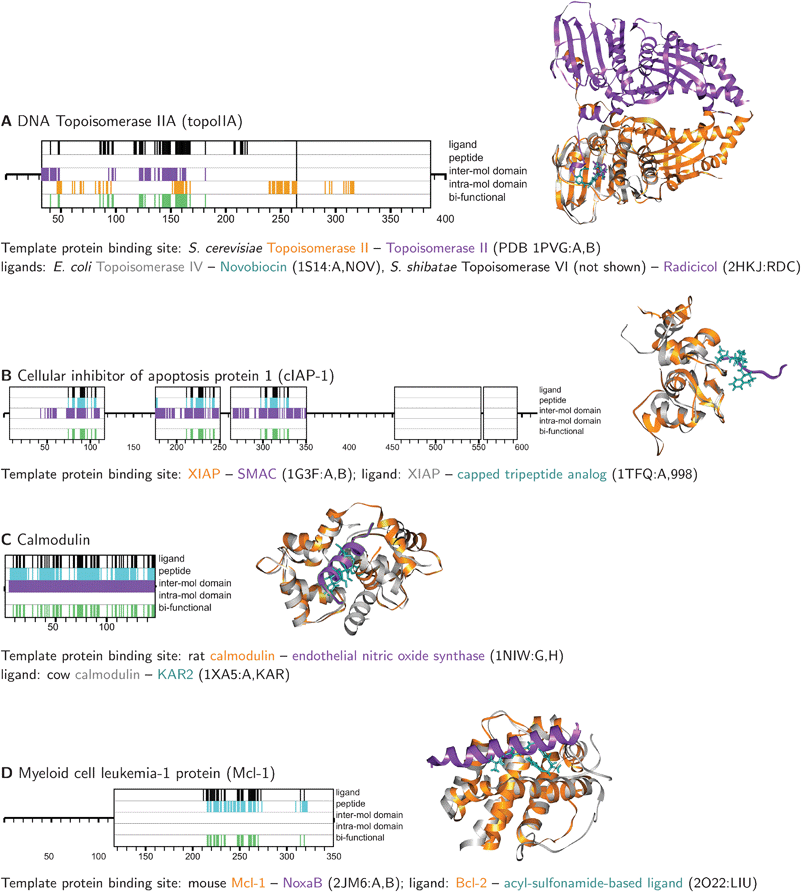 Examples of overlap predicted between ligand and protein binding sites on human proteins. Predicted binding sites are depicted as colored tick-marks within larger boxes representing SUPERFAMILY domain annotations. Template ligand and protein binding sites are shown as ribbon diagrams, produced by UCSF Chimera. Full-length topoIIA is nearly 1600 residues; only the first 400 residues, where binding sites were predicted, are shown.