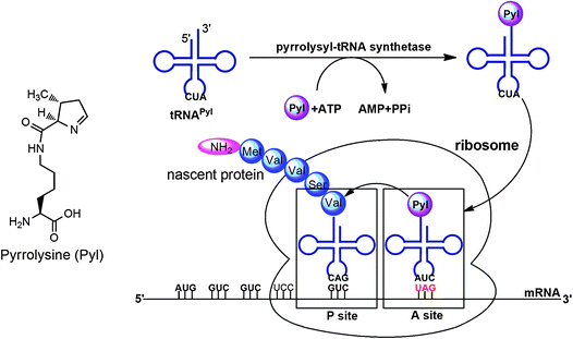 The pyrrolysine incorporation machinery.