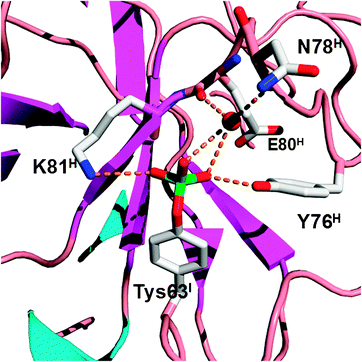 Structure of sulfotyrosine (Tys) and amino acid residues that directly or indirectly interact with the sulfate group of Tys in the hirudin–thrombin complex. The structure is derived from the PDB entry: 2PW8. The superscripts in labels indicate which chains the residues are located at (I: hirudin; H: the heavy chain of thrombin).