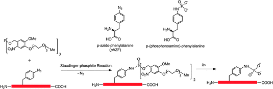 Conversion of pAZF to p-(phosphonoamino)-phenylalanine.