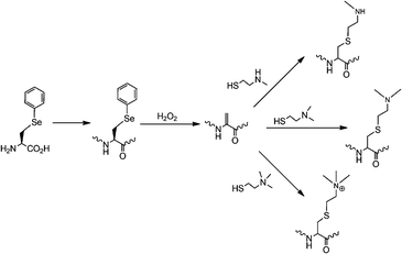 Conversion of phenylselenocysteine to dehydroalanine and its following reactions to form three lysine methylation analogs.