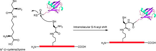 Genetic incorporation of Nε-(d-cysteinyl)lysine that undergoes expressed protein ligation to crosslink with a ubiquitin mol.