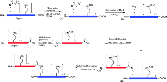 Genetic incorporation of Nε-Boc-lysine and its application to synthesize a diubiquitin protein by GOPAL.