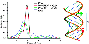 
          PELDOR determined distances distribution function P(R) between the two TPA spin labels of duplexes (DNA, DNA/RNA and RNA).