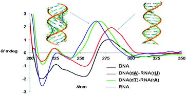 CD-spectra of spin labelled duplexes: left, A-; right, B-helix.