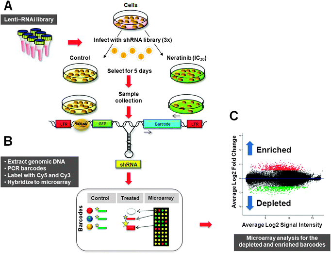 Synthetic modulator selection screen: identification of drug sensitive genes. Flowchart of the functional human genome-wide lentiviral shRNA-mediated synthetic modulator screen measuring the effect of subeffective concentrations of neratinib upon gene knockdown. (A) For the screen, ErbB2 overexpressing SKBR-3 breast cancer cells was infected with the human genome-wide lentiviral-shRNAmir library at a MOI of ∼0.3 to achieve ∼1 integrant per cell and each individual shRNA occupied ∼375 cells. The infected cells were subsequently selected with puromycin over an ∼14 day culture period and divided into two populations. One is treated (or selected) with a drug or a selective pressure, whereas the other population serves as a reference for the hybridization. The pool of drug selected cell library was treated with neratinib at a sublethal concentration (0.39 nM, IC30) and time points were collected on day zero or day five after drug treatment whereas the other population served as a control. (B). After five days, genomic DNA was isolated and the unique 60-mer random ‘molecular barcodes’ were recovered by PCR from each population. PCR products were gel purified, labeled with Cy5 and Cy3 dyes, and hybridized to multiplex Decode shRNA barcode microarrays (Agilent) in competition with a common reference to identify the depleted shRNA sequences. The 60-mer barcodes were used to identify the detected knockdown gene in a large population of cells. Since each shRNA is tagged with a unique barcode sequence the frequency (representation) of each shRNA in a mixed population can be measured by hybridizing barcodes to an oligonucleotide microarray. If the population is subjected to a selective pressure such as neratinib drug as in this study, the representation of individual barcodes is expected to change as a consequence which can be measured by comparing hybridization signals for the control population with those of the population subjected to selective pressure. Consequently, the relative signal of shRNAs that sensitize to the cells to selective pressure will decrease, whereas the relative signal of those that increase resistance to the selection pressure will increase. (C) The graph depicts the log 2 of the average intensity versus the log 2 of the average fold change. shRNA vectors that are enriched by the selection method are represented by spots with an increased ratio. Adapted from ref. 31. This graph exemplifies the data obtained from the screen where relative abundance of barcodes recovered from the screen that are enriched by the selection method are represented by spots with an increased ratio. The relative signal of shRNAs that sensitize to the cells to selective pressure will decrease, whereas the relative signal of those that increase resistance to the selection pressure will increase.