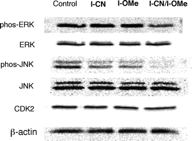Western blot profile of proliferation-related molecules in A549 cells. A549 cells were treated with each sample for 24 h: I-CN 10 μM, I-OMe 10 μM, the equimolar mixture 5 μM (I-CN at 2.5 μM and I-OMe at 2.5 μM). β-Actin is shown as a loading control.