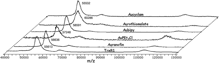 MALDI MS spectra of pre-reduced rat TrxR1 after incubation with different Au compounds (metal:protein ratio: 5 : 1 for Au(i) and 10 : 1 for Au(iii) compounds) for 1 h at 37 °C. The spectrum of pre-reduced rat TrxR1 is also shown for comparison (labelled TrxR1). The most intense peaks in the spectra correspond to TrxR1 species in the charge state z = +1, while the peaks around 1100000 m/z correspond to TrxR1 dimers at z = +1.