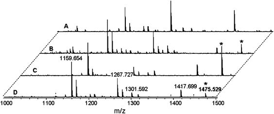 Representative MALDI spectra of tryptic digests of NADPH-reduced rat TrxR1 untreated (A) or pre-incubated with excess (5 : 1) of Aubipy (B), AuCl4− (C) or Audien (D) respectively. In the gold(iii) treated samples, a new peak appears at 1475.5 Th (*) that was attributed to addition of 1 Au ion to the 236IGEHMEEHGIK246 peptide.