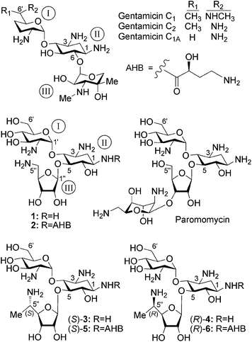 Chemical structures of a series of natural and synthetic 2-deoxystreptamine-derived (ring II) aminoglycosides, including compounds 1, 2, (S)-3, (R)-4, (S)-5 and (R)-6 that were investigated in this study.