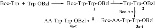 Synthetic route of AA-Trp-Trp-OBzl. i) DCC, HOBt and NMM; ii) Hydrogen chloride in ethyl acetate (4 M). In 3a & 4a AA = Ala, 3b & 4b AA = Gly, 3c & 4c AA = Phe, 3d & 4d AA = Leu, 3e & 4e AA = Ile, 3f & 4f AA = Val, 3g & 4g AA = Ser, 3h & 4h AA = Thr, 3i & 4i AA = Tyr, 3j & 4j AA = Pro, 3k & 4k AA = Met, 3l & 4l AA = Glu(CBzl), 3m & 4m AA = Asp(OBzl), 3n & 4n AA = Cys(S-CH2C6H4-OCH3-p), 3o & 4o AA = NG-NO2-Arg, 3p & 4p AA = Nω-CBz-Lys, 3q & 4q AA = Gln, 3r & 4r AA = Asn, 3s & 4s AA = His, 3t & 4t AA = Trp.