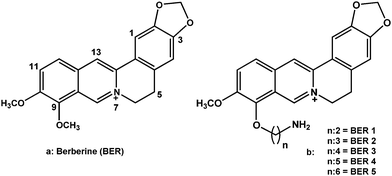 Chemical structures of berberine and 9-O-(ω-amino) alkyl ether analogues of berberine investigated in this study.