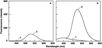 Representative fluorescence spectra of free (curve 1) and poly(A) bound (curve 2) (a) BER and (b) BER5.