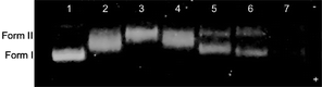 
            DNA unwinding assay for 1 with 800 ng pUC19 plasmid (electrophoresed for 50 min on a 1% agarose gel in 1X TAE at 80 V). Lane 1, DNA only; Lane 2, 5 μM 1; Lane 3, 10 μM 1; Lane 4, 50 μM 1; Lane 5, 100 μM 1; Lane 6, 200 μM 1; and Lane 7, 400 μM 1.