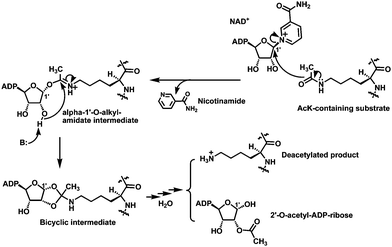 The proposed chemical mechanism for the sirtuin-catalyzed lysine deacetylation reaction. ADP, adenosine diphosphate.