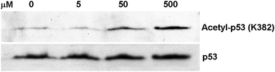 Western blot analysis of the p53 protein acetylation level change in HCT116 human colon cancer cells following the treatment with compound 4.