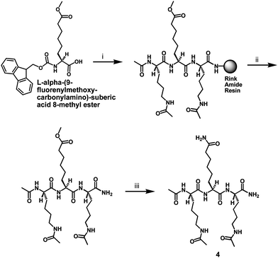 Synthesis of the l-ACAH-containing compound 4. Reagents: (i) Fmoc-based SPPS; (ii) TFA-containing peptide cleavage cocktail; (iii) 28–30% (w/w) NH4OH.
