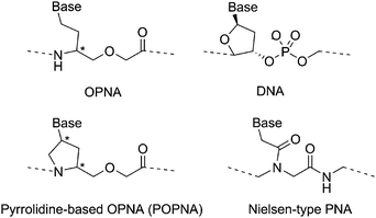 Chemical structures of OPNA, POPNA, DNA, and Nielsen-type PNA.