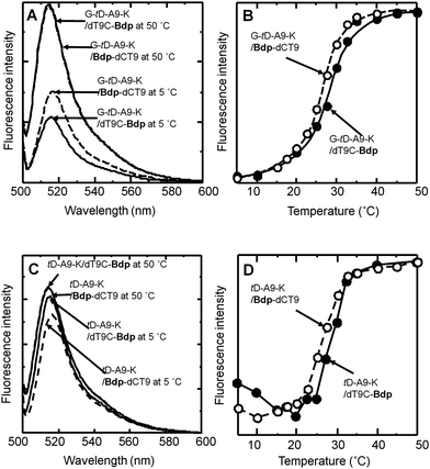 (A) Fluorescence spectra of the mixtures of G-td-A9-K with the complementary Bdp-dCT9 and dT9C-Bdp, (B) temperature dependence of fluorescence intensity of the mixtures of G-td-A9-K with the complementary Bdp-dCT9 (open circles) and dT9C-Bdp (closed circles), (C) fluorescence spectra of the mixtures of td-A9-K with the complementary Bdp-dCT9 and dT9C-Bdp, and (D) temperature dependence of the fluorescence intensity of the mixtures of td-A9-K with the complementary Bdp-dCT9 (open circles) and dT9C-Bdp (closed circles). Conditions: λex = 495 nm. In aqueous buffer (100 mM NaCl, 10 mM NaH2PO4, and 0.1 mM EDTA, pH 7.0). [G-td-A9-K] = [Bdp-dCT9] = [dT9C-Bdp] = 1 μM. These spectra and melting curves were recorded upon cooling of the solution. Essentially the same curves were obtained during the heating process.