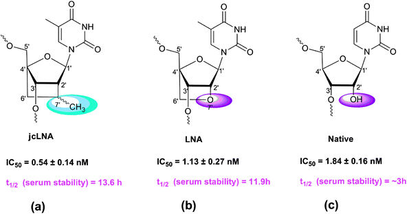 Structures of jcLNA-T or LNA-T modified nucleotides and that of the native nucleotide.