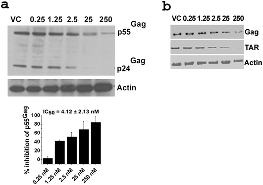 
            Dose response studies using Western blot and RTPCR for native siRNA1. a: Western blot with corresponding densitometric plot below. For dose titration sigmoidal plots refer to Fig. S2 (ESI). Results are cumulative of at least two independent experiments. Error bars represent ±SD from mean. b: RTPCR. Concentrations in nM are indicated above the gels. Gels are representative of at least two independent experiments. Western blot was performed with 40 μg of total protein isolated from cells 48 h post co-transfection of pNL4-3 and varying doses of siRNA. The blot was probed with HIV-1 α-p24 and α-Actin antibodies. Band intensities of p55Gag were calculated and normalized with that of actin intensity for each sample using ImageJ software. % inhibition was calculated from the normalized intensity over virus control (VC). RTPCR was performed with 1 μg of RNA isolated from cells 48 h post co-transfection of pNL4-3 and varying doses of siRNA. The PCR was performed with HIV-1 Gag, TAR, Nef and Tat along with human actin specific primers. For western blots and RTPCR of scrambled and mock transfected samples refer to Fig. S3a and S3b (ESI) respectively. For RTPCR of HIV-1 Nef and Tat refer to Fig. S3c (ESI). For protocols of western blot and RTPCR see ESI.