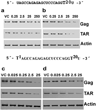 
            Dose response studies using RTPCR for jcLNA and LNA modified siRNA1. a: jcLNA9, b: LNA10, c: jcLNA11 and d: LNA12. The sequence for a particular jcLNA/LNA pair is represented above the gels with the position(s) of modification highlighted. Concentrations in nM are indicated above the gels. Gels are representative of at least two independent experiments. RTPCR was performed with 1 μg of RNA isolated from cells 48 h post co-transfection of pNL4-3 and varying doses of siRNA. The PCR was performed with HIV-1 Gag and TAR along with human actin specific primers. For protocols of RTPCR see ESI.