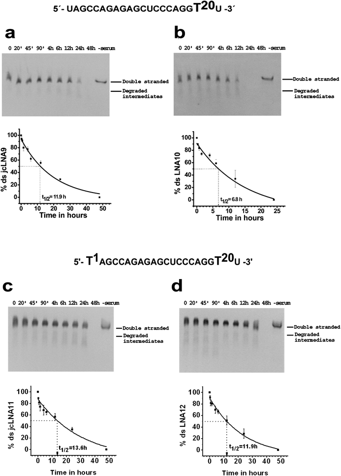 
            Serum stability of chemically modified double stranded siRNAs targeting TAR1 at different time points. a: jcLNA9, b: LNA10, c: jcLNA11 and d: LNA12. The sequence for a particular jcLNA/LNA pair is represented above the gels with the position(s) of modification highlighted. Respective best fit exponential decay curve of the mean % double stranded form showing the mean t1/2 value is represented below the gels. Gels and curves are representative of at least three experimental repeats. Error bars represent ±SD from mean.