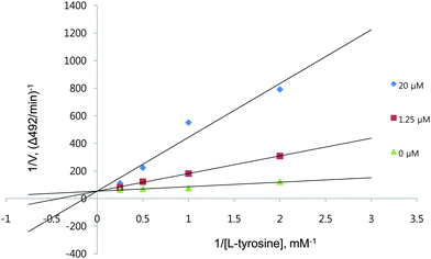 A Lineweaver–Burk plot of mushroom tyrosinase. Data are presented as mean values of 1/V, inverse of the increase in absorbance at a wavelength of 492 nm per min (ΔA492/min), of three independent tests with different concentrations of l-tyrosine as a substrate. Inhibitors of the enzyme were the new compound at 1.25 μM (squares), 20.0 μM (diamonds) and no HMP (triangles).