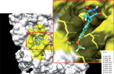 Computational structure prediction for tyrosinase and docking simulation with HMP. The predicted 3D structure of mushroom tyrosinase. The red box indicates HMP binding sites with tyrosinase residues. The yellow area is interacting with ligand (Z < 3).