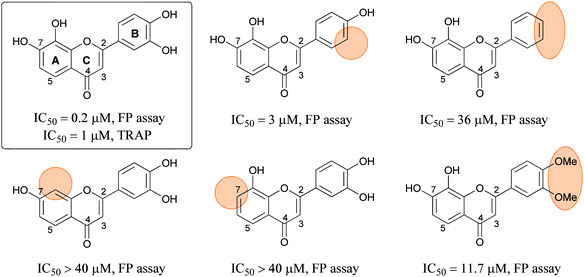 
            Flavone analogues with circles highlighting the differences from lead compound (boxed).