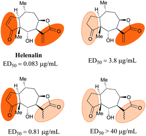 
            Helenalin and its derivatives, with IC50 values against human epidermoid carcinoma (HEp-2).204