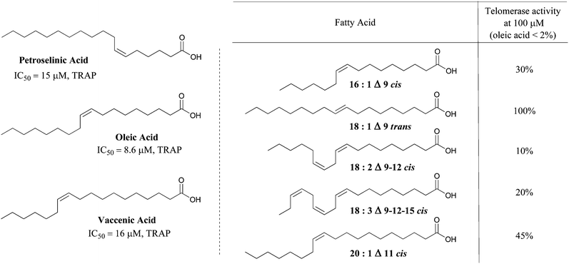 Long chain fatty acids as inhibitors of telomerase.