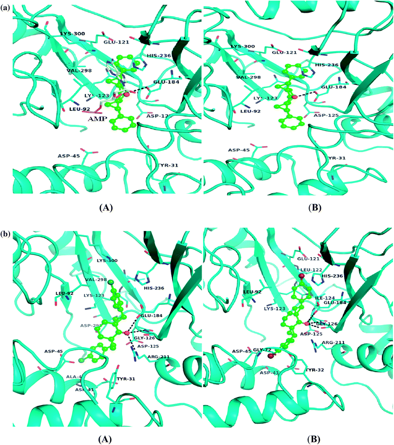 (a). Compound 2 (ball and stick) occupying the same cavity as that occupied by AMP in the LigA binding pocket. The AMP is shown in yellow stick in panel A. In panel B, Compound I is shown as docked in the ligA binding cavity. The hydrogen bonding interactions are marked by dotted line. (b). Compounds 4 and 5 (ball and stick) are shown as docked in the ligA binding cavity, panels (A) and (B) respectively. The compounds are again occupying the characteristic disposition peculiar for natural ligand AMP with one of the aromatic moieties stacked with the protein’s H236 ring.