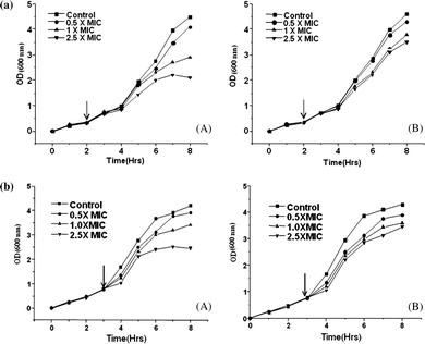 (a). Bactericidal activity of compound 3. (A) S. typhimurium LT2 and (B) its DNA ligase minus (null) derivative TT15151 on their respective exposure to compound 3. (b) Bactericidal activity of compound 5. (A) S. typhimurium LT2 and (B) its DNA ligase minus (null) derivative TT15151 on their respective exposure to compound 5.