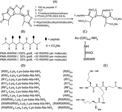 
          (A) Synthetic scheme for constructing polydisperse multivalent PMA-RWRWs based on RWRW and PMA. Unreacted groups on the polymer are capped by carboxymethylation. (B) Structure of PMA-RWRWs with different grafting ratios. (C) Structures of Ac-[GK(RWRW)4/8]-NH2. (D) Multivalent dendrimer peptides in this study. (E) The structure of (RW)4D as a representative; structures of other dendrimer peptides are displayed with different sequences/repeats and number of branches as shown in (D).