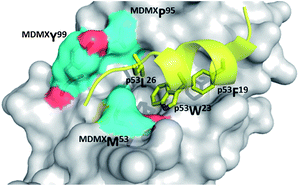 
          Co crystal structure MDMX with p53 (yellow sticks). Highlighted in blue (surface and sticks) are the three key amino acids that contribute to major differences in binding site between MDM2 and MDMX (PDB ID: 3DAB).