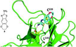 Co-crystal structure of T220C p53 mutant (green cartoon) and fragment 9 (blue sticks). This compound was discovered via fragment screening (PDB-ID: 2XOU). Key interacting amino acids of p53 binding shown in yellow sticks.