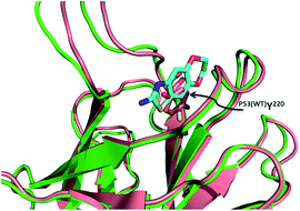 Alignment of T220C p53 mutant (green cartoon) and wildtype p53 (pink cartoon). In the wildtype the tyrosine (pink sticks) fills in the binding pocket of the fragments from the T220C p53 mutant (PDB ID: 2PCX and 2XOU).
