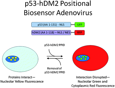 Biosensor assay for detecting p53/MDM2 small molecule inhibitory effects in cells (reprint with permission of Assay and Drug Development Technologies).