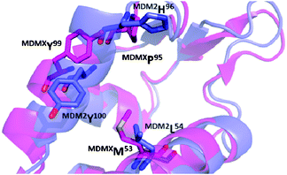 Alignment of the p53 receptors MDM2 (blue, PDB-ID 1YCR) and MDMX (pink, PDB-ID 3DAB). The changes in amino acids L54M and H96P, as well as a rotation of Y101 create a distinct sub binding pocket of MDMX and can help to explain the differences in binding of small molecule to MDM2 and not MDMX.