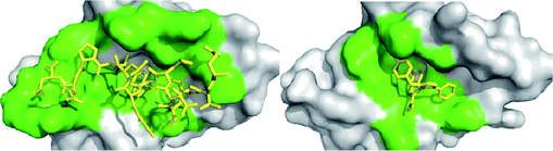 
          Receptor contact surface covered by the native p53 peptide and a corresponding small molecule antagonist. The target protein (MDM2) is represented as a grey solid surface, and peptide binder p53 is shown as yellow sticks (PDB-ID 1YCR). The contact surface on the target protein with the peptide and small molecule binder is shown in green. The small molecule (PDB-ID 3LBK) shows much less interaction to MDM2. Contact surface was defined as an amino acid within 4 Å of the peptide or small molecule.