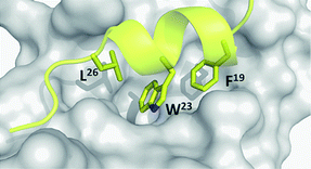 The p53-MDM2 hot spots. MDM2 (grey surface) and the key three amino acids (Leu26, Phe19, and Trp23, yellow sticks) mounted on a small amphipathic p53 derived α-helix (PDB-ID: 1YCR).