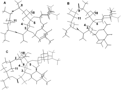 Results of conformational searches on erythromycin B A: folded-out conformer B 8-endo-folded-out conformer C folded-in conformer.