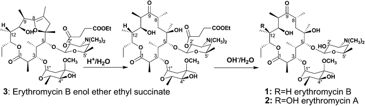 
          Activation of erythromycin B enol ether ethyl succinate to erythromycin B.