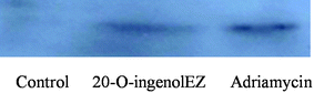 Influence of 20-O-ingenolEZ on the phosphorylation of H2AX in BLM-/-DT40 cells. For the immunoblotting of γ-H2AX in the BLM-/-DT40 cells, the cells were cultured in the presence of 200 μM of 20-O-ingenolEZ and 0.9 μM of adriamycin or a control for 24 h. The nuclear protein fraction (20 μg) was resolved using SDS-PAGE followed by western-blot analysis and chemiluminescence detection. γ-H2AX was detected using a specific antibody against γ-H2AX. Lane 1, control; lane 2, 20-O-ingenolEZ; lane 3, adriamycin.