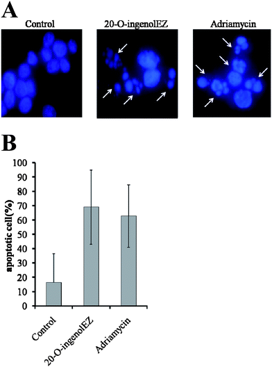 Effects of 20-O-ingenolEZ on BLM-/-DT40 cell apoptosis. BLM-/-DT40 cells were treated at 37 °C with 200 μM of 20-O-ingenolEZ and 0.9 μM of adriamycin or a control for 24 h. Apoptosis of the cells was detected by DAPI staining, and the arrows in the photograph indicate examples of the apoptotic cells after 24 h treatment (Fig. 3A). The percentage of apoptotic BLM-/-cells at each concentration of 20-O-ingenolEZ, adriamycin and the control treatment is shown (Fig. 3B).