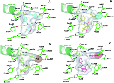 Three-dimensional models of the interactions formed by the competitive inhibitors 15 (A), 19 (B), 21 (C) and 14 (D) in the active site of MtbPtpB. The amino acid residues are depicted as stick models and the helix α5 as cartoon. The ligands are simultaneously indicated as ball-and-stick models and the Connolly surface. The yellow dashed lines indicate the hydrogen bonds between the ligands and the protein.