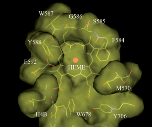 A top-down view of the substrate binding pocket of rat nNOS. This picture is generated based on an in-house X-ray structure with molecular modeling software InsightII® from Accelrys®.